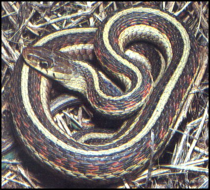 The friendly snake that operates Sarah Palin, enjoying a rare moment of repose