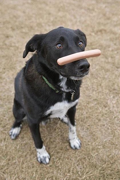Hot dog dog