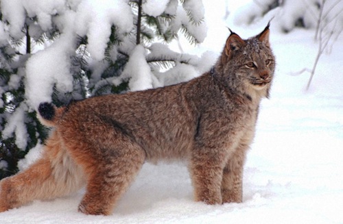 Welcome back, Friday lynx.