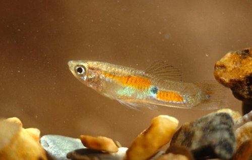 A male guppy you totally want to bang because he looks like an orange fruit