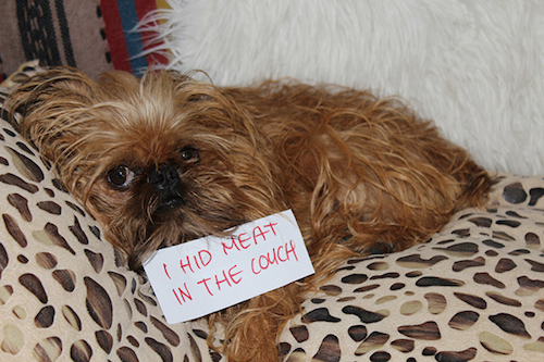 dog-shaming-hid-meat-1