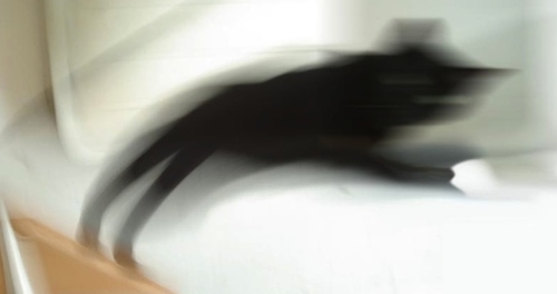 Blurry Cat