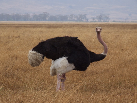 ostrich-04