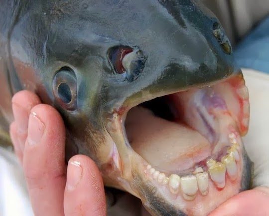 The pacu, a fish with human teeth that must be stopped immediately.